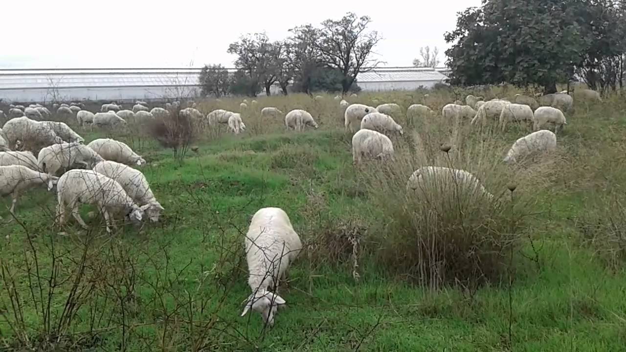 Pecore al pascolo naturale - YouTube