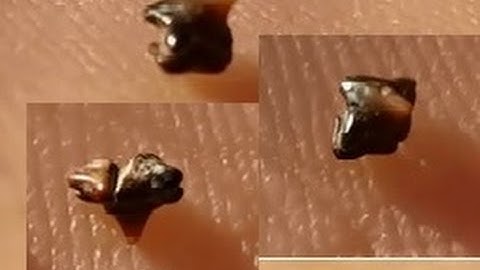 Crazy Awesome Fossil Micro Find Pt 2