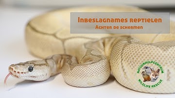 Natuurhulpcentrum - Inbeslagnames reptielen, een kijkje achter de schermen!