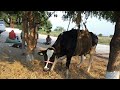 downer cow syndrome how vet doctor treatment& owner &helpers dedication  saved the cow/causes RX