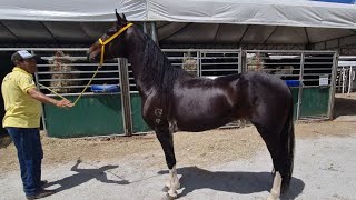 CAVALOS À VENDA // EXPOAGRO 2023 CUPIRA PE