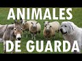 SUL - ANIMALES DE GUARDA