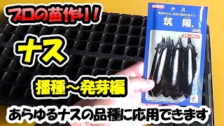 【苗のプロが教える！】ナスの苗作り　播種～発芽編（セルトレー）あらゆるナスの品種に応用できます