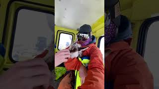 Snow Plow Workers Rescue Freezing Chamois in French Alps