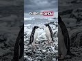 🐧😱 Penguins Aren't What You Think — The Truth Is Disturbing 💀🔥