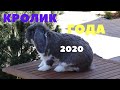 Какая порода названа кроликом года 2020 в Германии