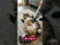 This Cat’s Owner Vacuumed the Fur… The Cat’s Reaction 😭🐈 #cat #funny #asmr #catasmr #cute