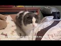 Happy Caturday!