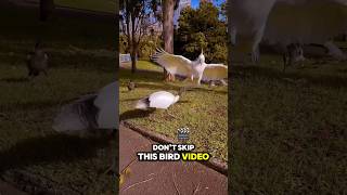 Amazon Must Haves For Your Pet Bird