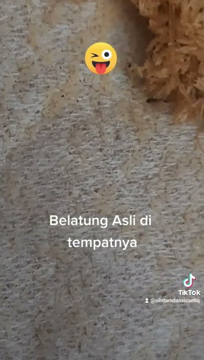 belatung wik wik apakah ini belatung yg sedang viral itu?