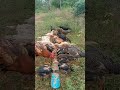 open space chicken breed #gaming #homestead