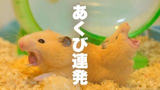 ハムのあくびにつられて眠くなる動画No.137