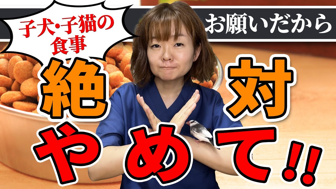 子犬・子猫を病気にしてしまう意外な【落とし穴】