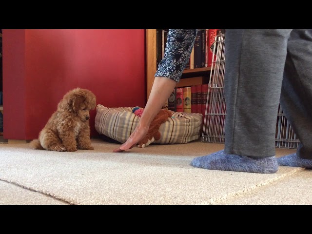 Training 9 Weeks Old Toy Poodle - Youtube