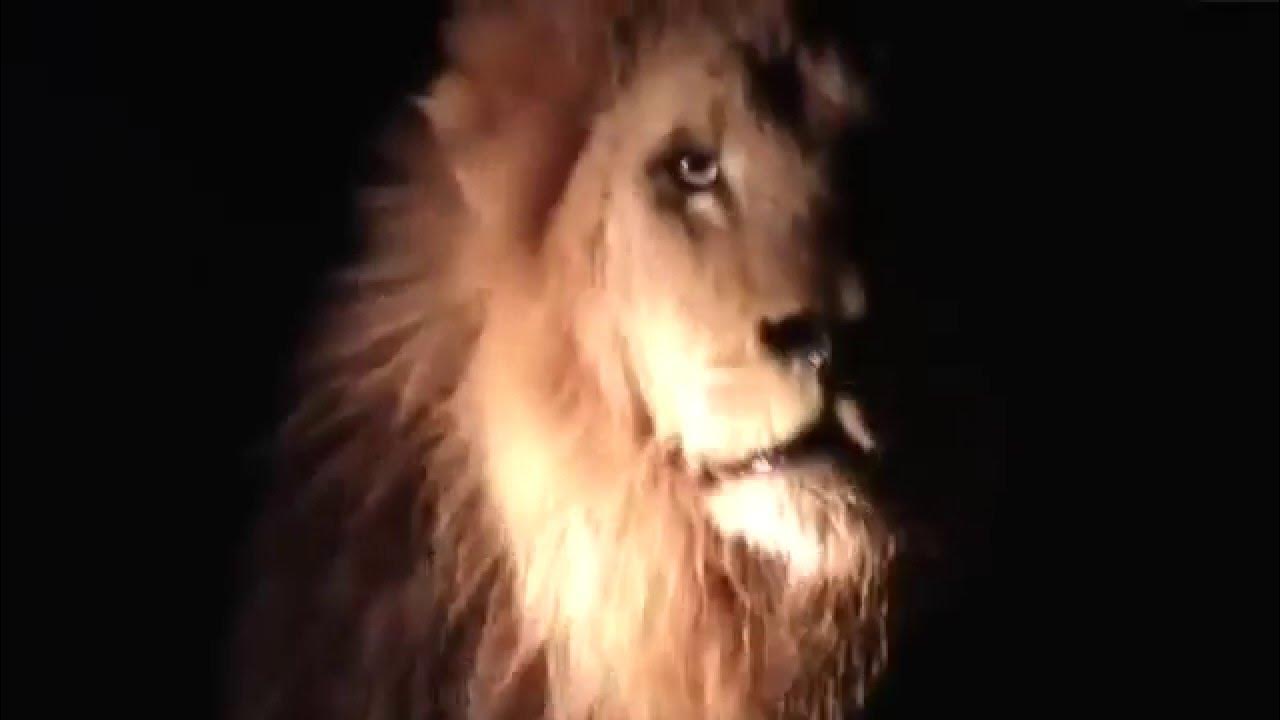Лев короткое видео. Гималайский карликовый лев. Лев короткое видео. Лев короткое видео. Усталый лев.