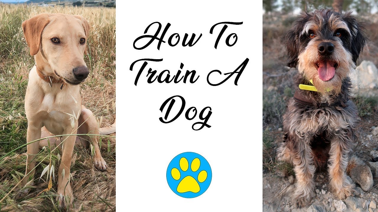 How I Train My Dogs And Teach Them Tricks YouTube