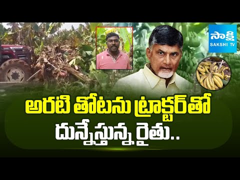 Helpless Farmer Plows His Own Banana Crop in AP | Chandrababu Fails | Sakshi TV - SAKSHITV