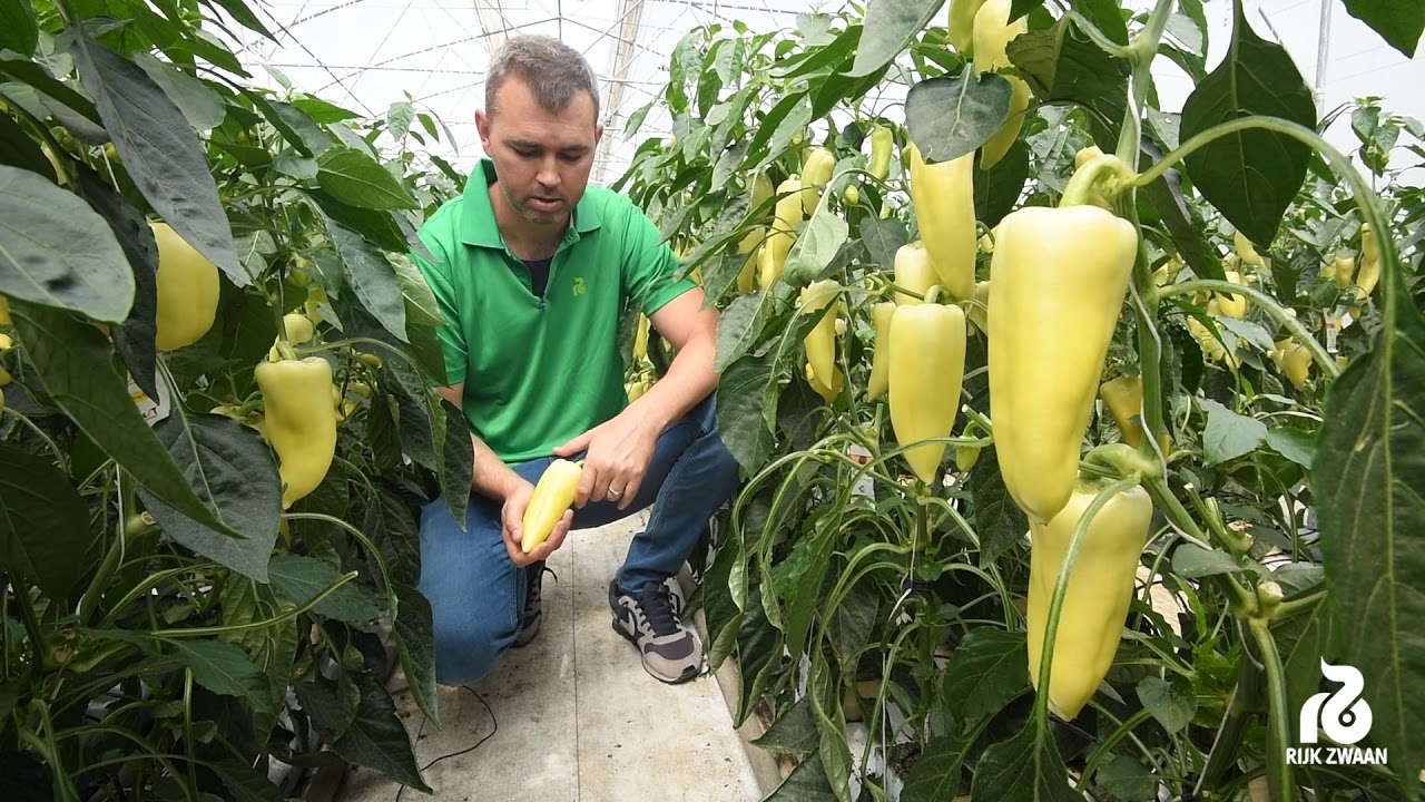 #RijkZwaan paprika bemutató 2-ik rész Felgyőről - 2020.05.14.