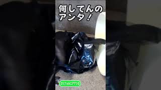 あばれるアシカ #Shorts