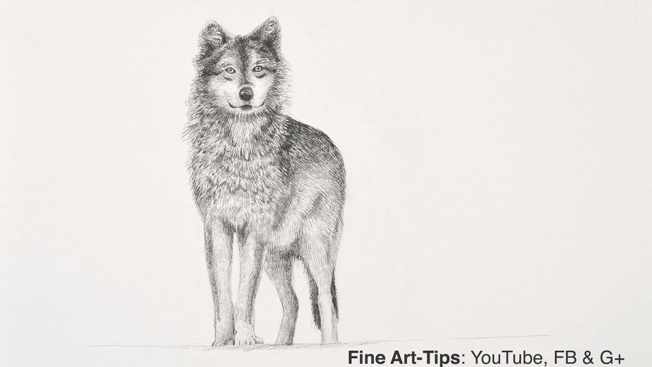 easy wolf pencil drawing