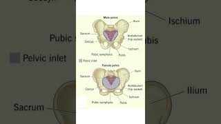 Pelvic Bone Structure Explained | Human Skeleton System 🦴