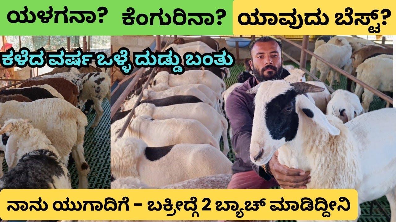 ಯಳಗ ಕುರಿ ಒಳ್ಳೆ ದುಡ್ಡು ತಂದು ಕೊಟ್ಟಿದೆ ಈ ವರ್ಷ 3 ಬ್ಯಾಚ್ ಮಾಡ್ಕೊಂಡಿದ್ದೀನಿ|| Sheep farming kannada #sheep