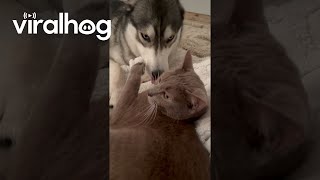 Cat Grooms And Cuddles Husky Viralhog