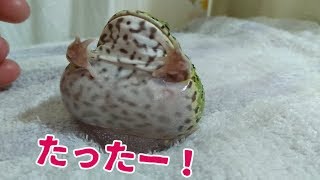 クランウェルツノガエルお尻で、おすわり。