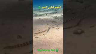 Moray eel  sea Eel أضخم ثعبان فى البحر الاحمر