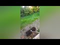 Motor-Besen  🤣👍 von TEMU Grade Rasenkante oder Fegen ?   ---   Link in der Beschreibung 👇