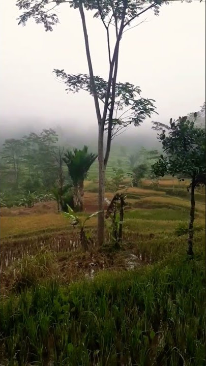 Halimun di pucuk gunung