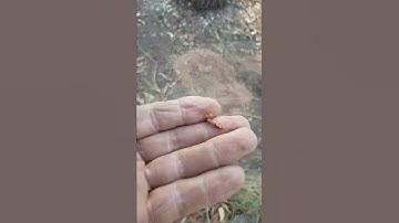 what the gpx5000 missed , but the gpx6000 found.