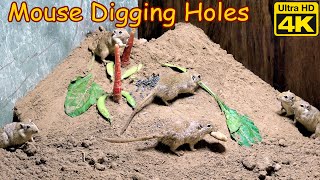 4K10 Hour Cat TV mouse Digging Burrows, Holes in Sand , squeaking  and playing for cats to watch by Birder King Studio 360 views 2 months ago 10 hours
