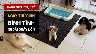 [Ngày 9|30] Bình tĩnh khi thả ra quây lớn | Hướng dẫn thực tế BossDog