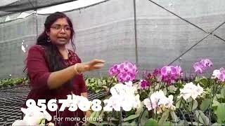 Phalaenopsis orchid sale. Low price/ All over India / 9567308216 whatsapp