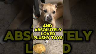 … the longest and painful shorts I have made #pittie #sadshorts #hearttouching