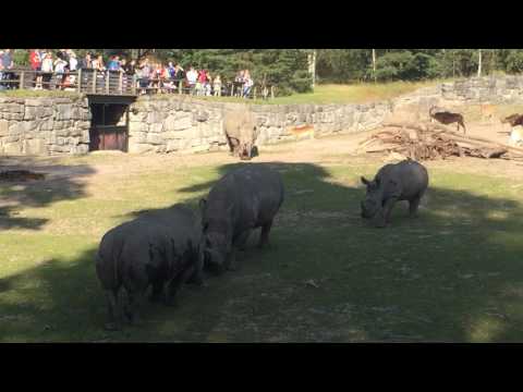 Video: Franska Zoo Besökare Kliar Sina Namn I Noshörningens Rygg