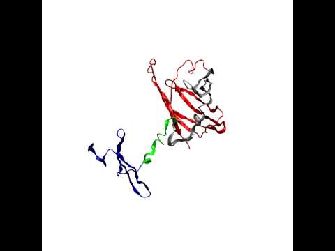 Video: For grønt fluorescerende protein?