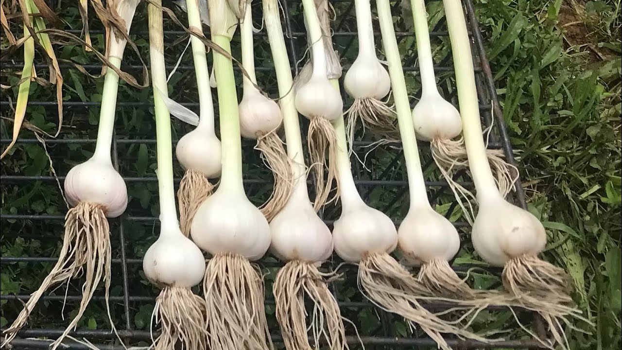 Planting Garlic + Building a Compost Bin YouTube