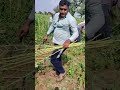 #cwc#youtubeshorts #shots #viral #youtubeshorts #youtube #football #cristianoronaldo