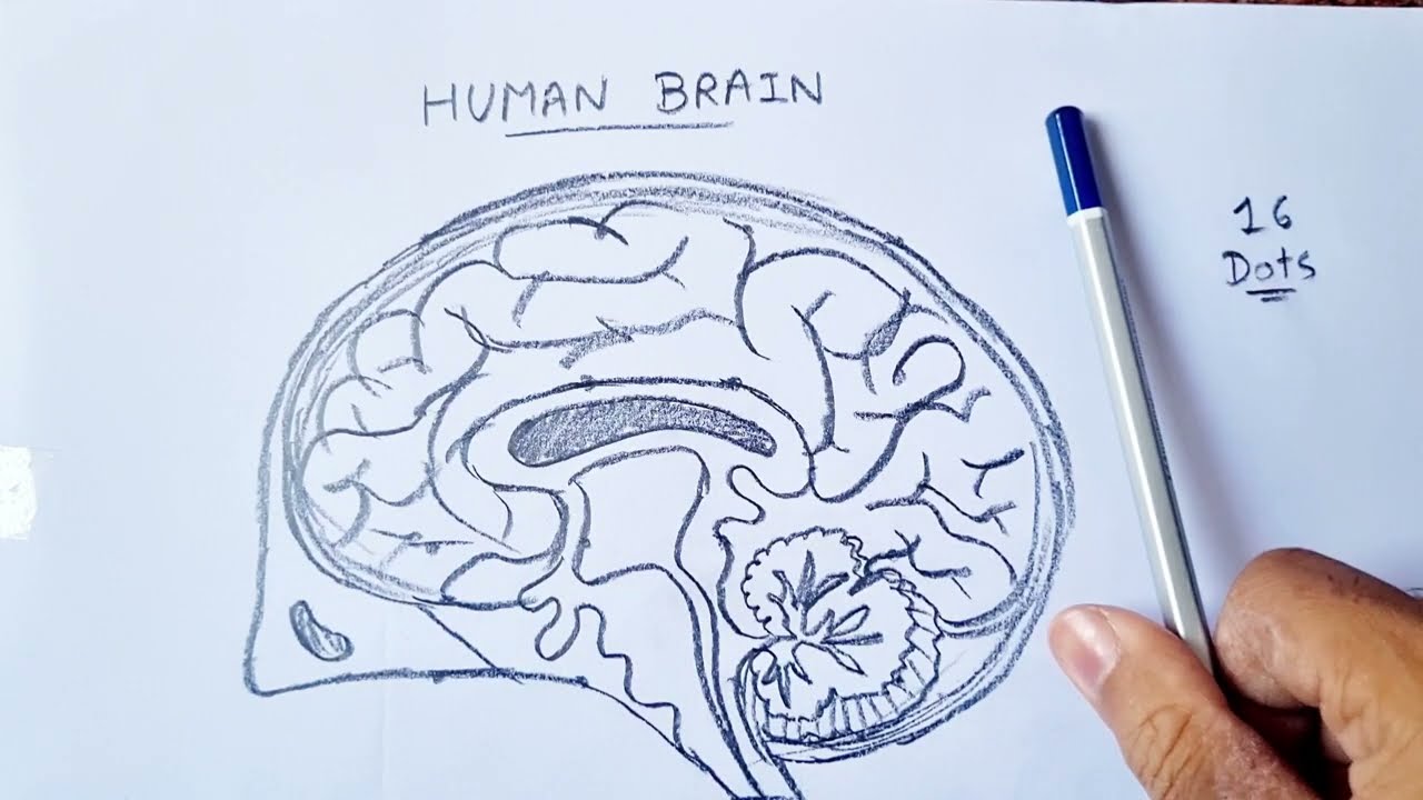 Human Brain Diagram Images - Free Download on Freepik