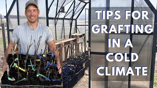 Cold Climate Apple Tree Grafting Tips (Step-by-Step Demo + What Actually Works After 3 Years)