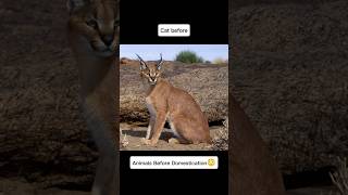 How Wolves &amp; Wildcats Became Your Pets (Domestication Then vs Now)