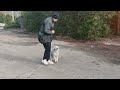Бедлингтон - терьер Арчер.  Дрессировка.