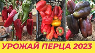 УРОЖАЙ СЛАДКОГО ПЕРЦА ЧАСТЬ 2