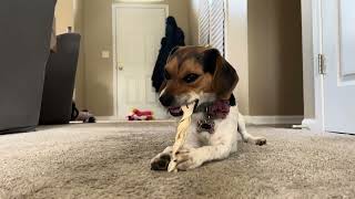 PANSY PUPPY POWER EP 227 "#PANSY,  A HAPPY BABY, NEW TWIST" #PANSYTHEPUPPY #PANSYPUPPYPOWER #PANSY