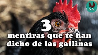 3 mentiras que te han dicho sobre las gallinas (Educativo)