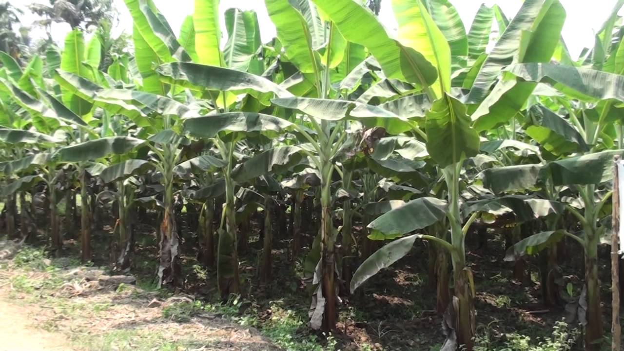 Banana farming in Kerala India YouTube