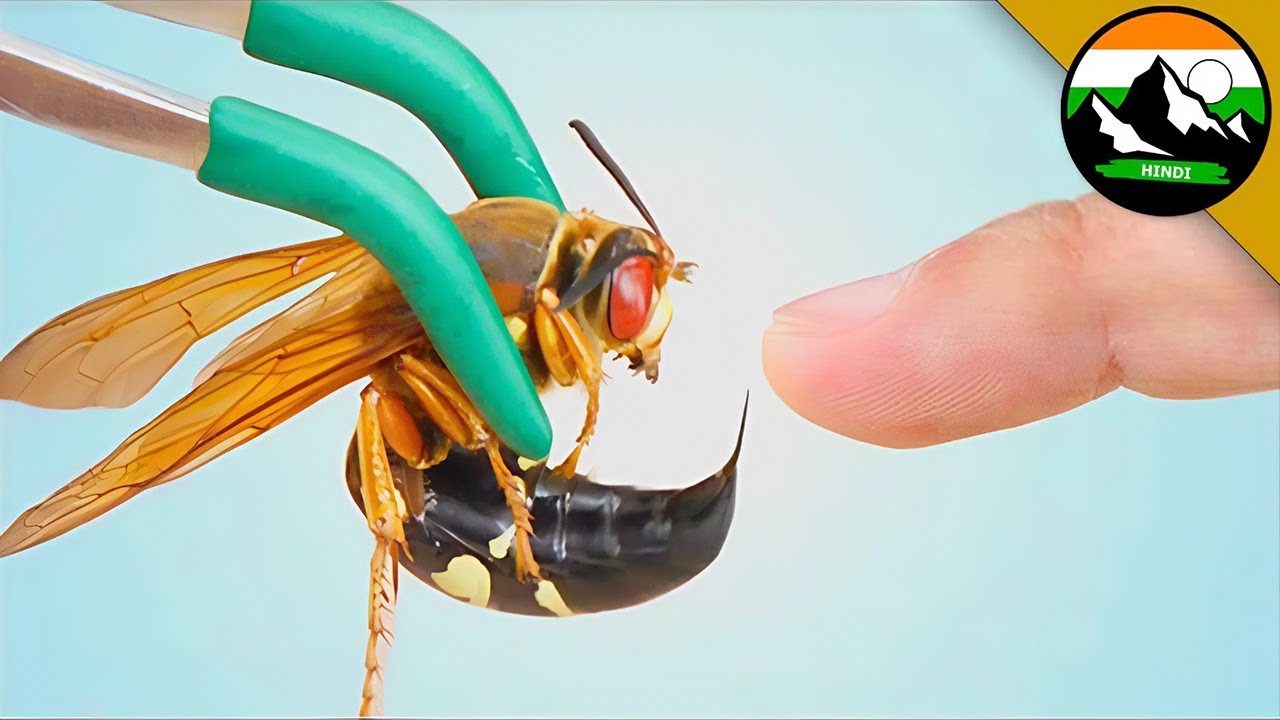 STUNG BY THE CICADA KILLER! दर्द की दुनिया में कोयोट की वापसी | Brave Wilderness Hindi