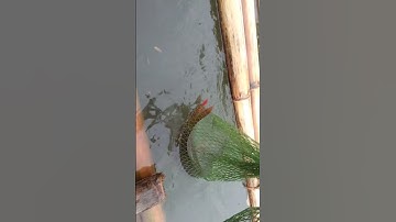 câu cá chép🐟thủy điện mùa lũ#shorts